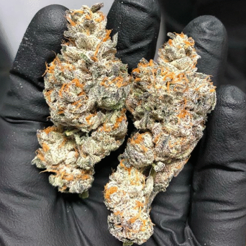 Biscotti Popz Strain