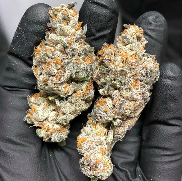 Biscotti Popz Strain