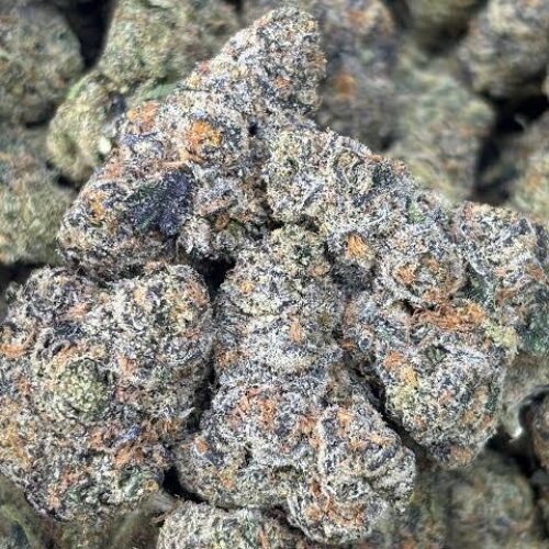 Bahama zootiez strain