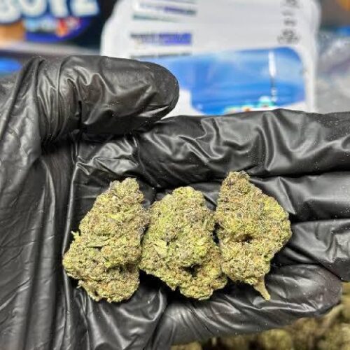 Bubblegum cherry strain