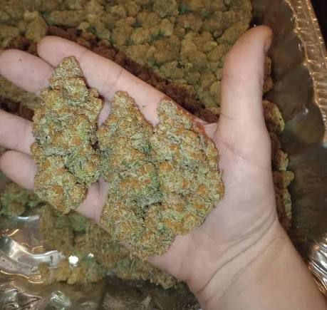 Bubblegum popperz strain