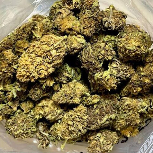 Cactus cooler strain