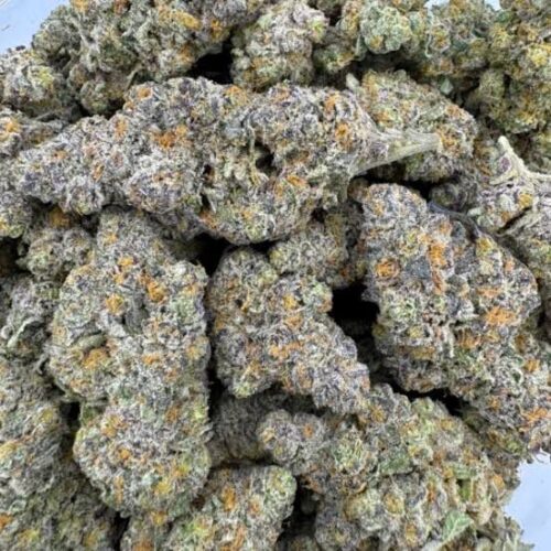 champagne kush strain